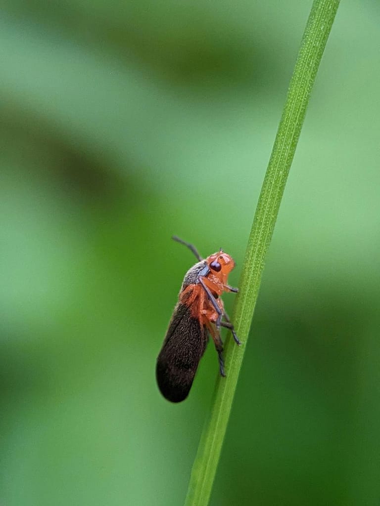 Common Pest & Plant Diseases