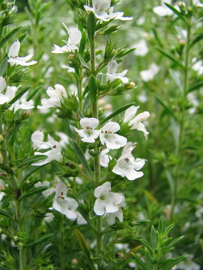 Harvesting and Storing Winter Savory