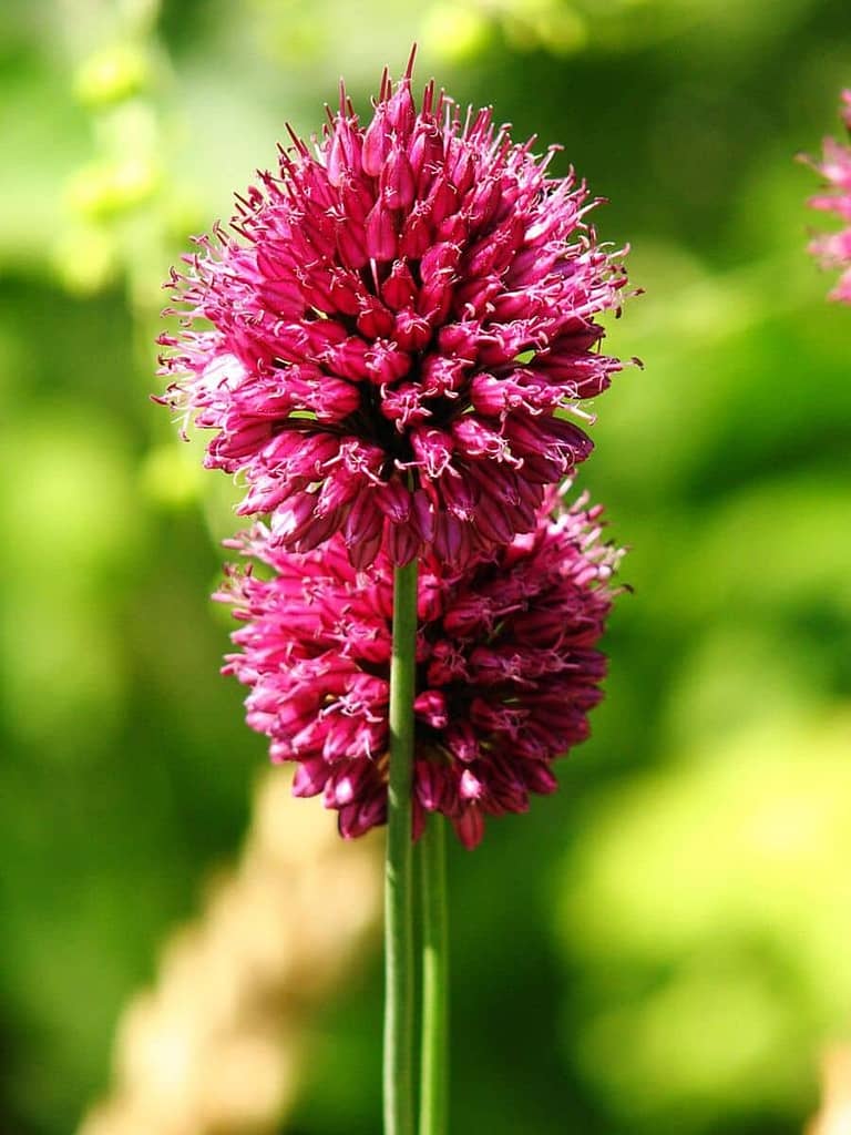 Best Growing Conditions for Drumstick Alliums