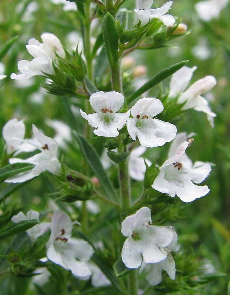 Harvesting and Storing Summer Savory