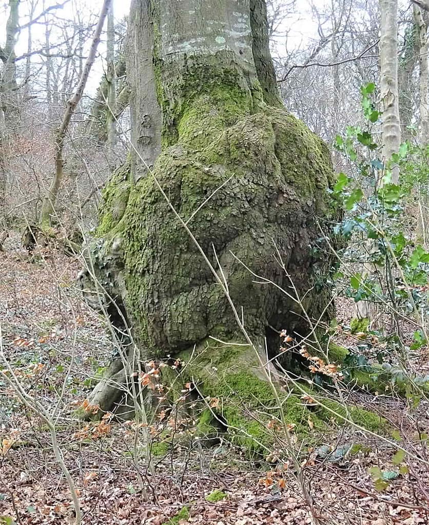 Spreading of Crown Gall