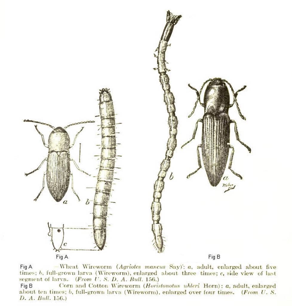 Discovering Click Beetles