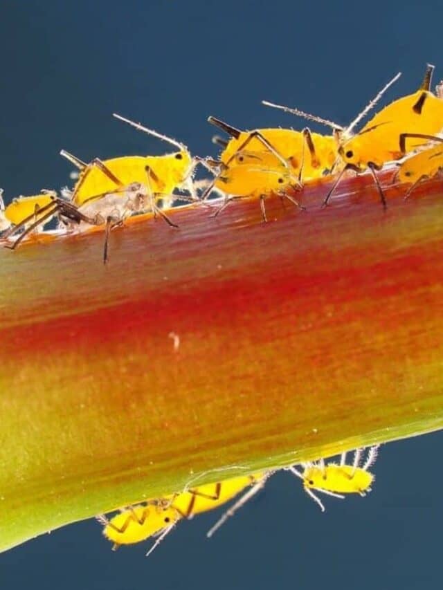 Aphids, the Common Pests