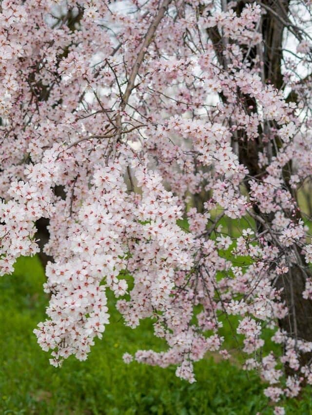 Grow Your Own Almonds: A Beginner’s Guide