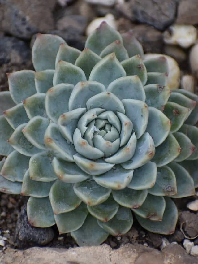 Echeveria Care Guide: Growing Beautiful Succulents