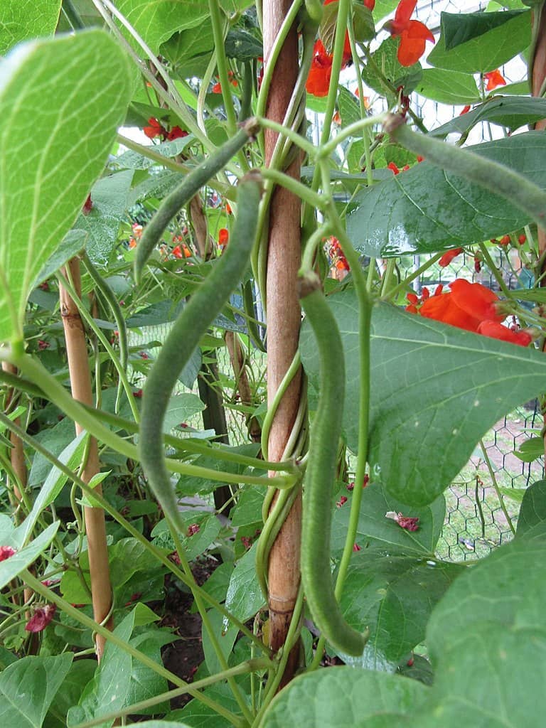 Beans - Harvesting Vegetables