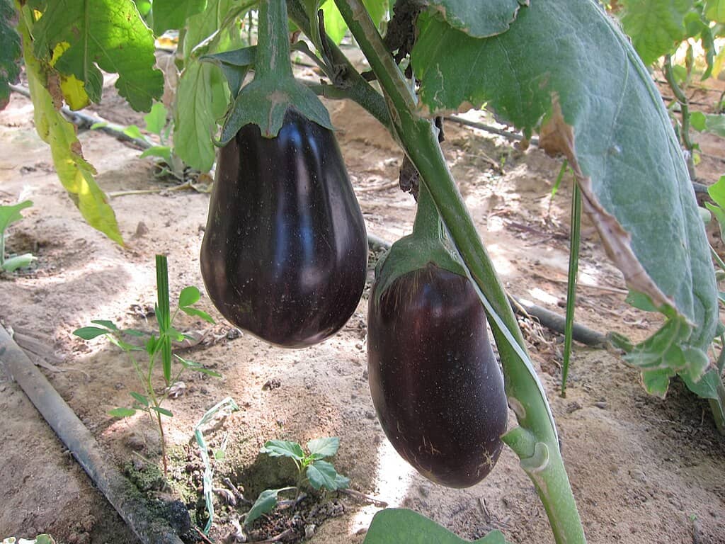 Egg Plant - Harvesting Vegetables