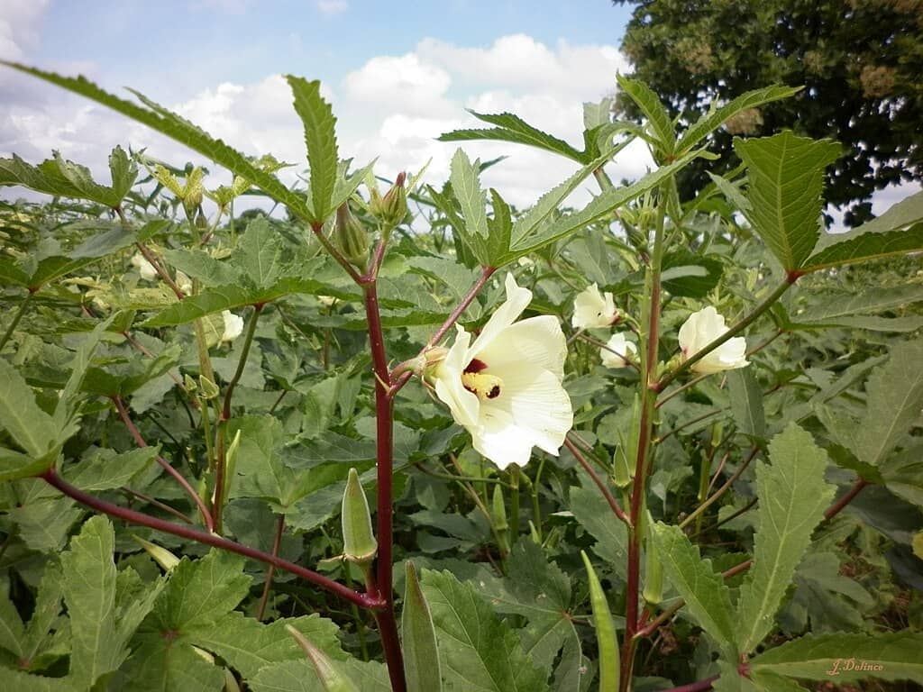 Okra - Harvesting Vegetables