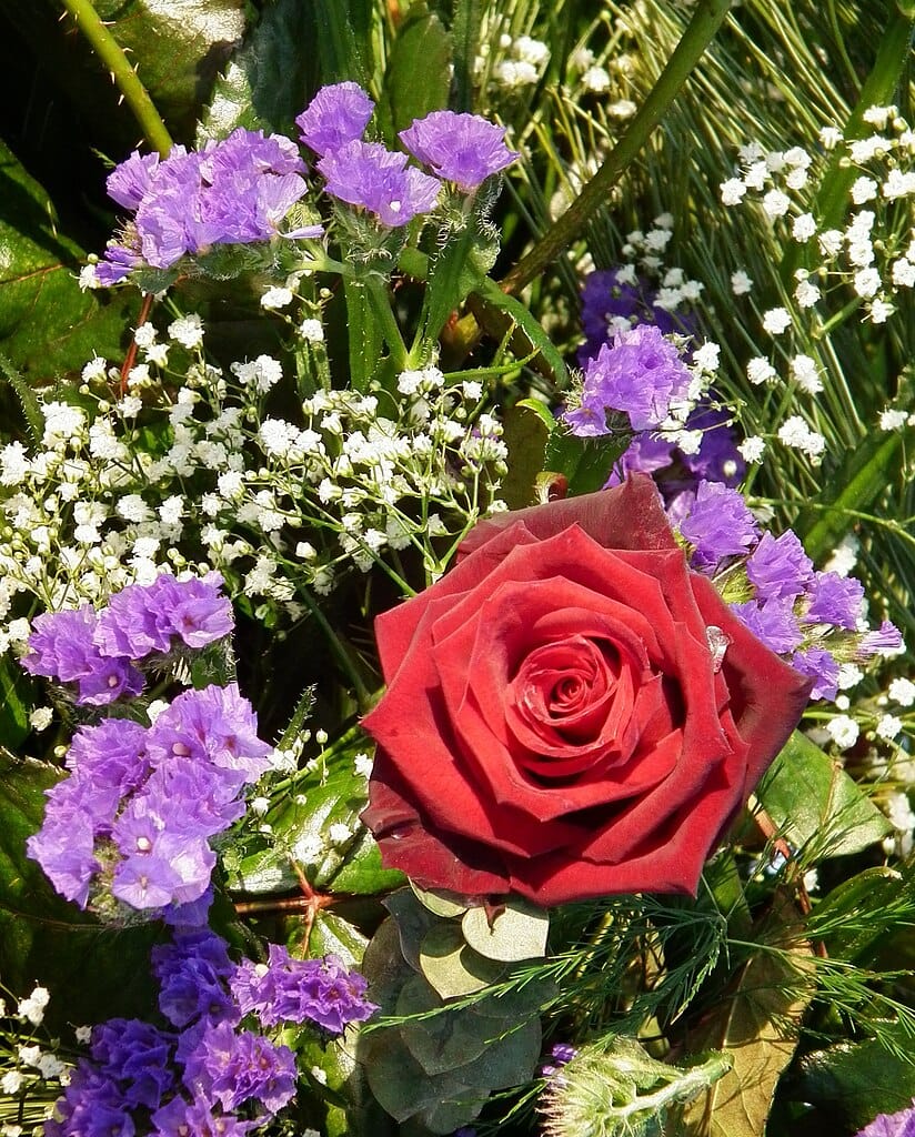 Baby's Breath Flowers 