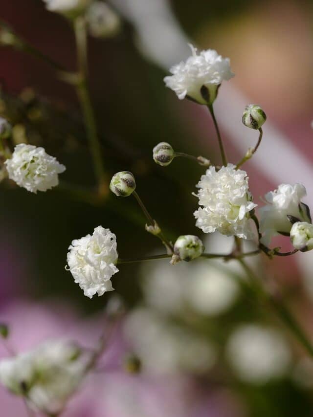 How to Grow and Care for Baby’s Breath Plants