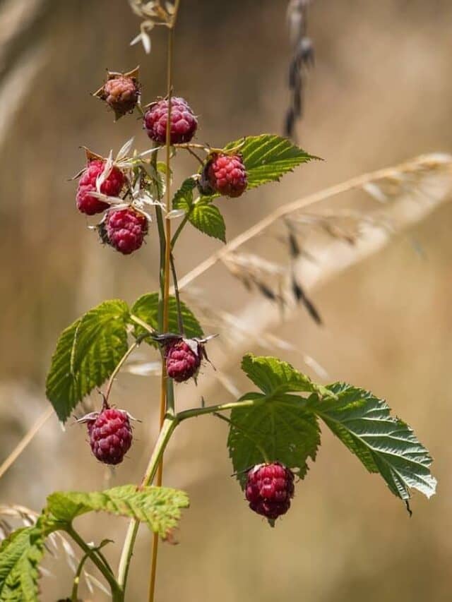 Sweet Success: Growing Your Own Raspberries