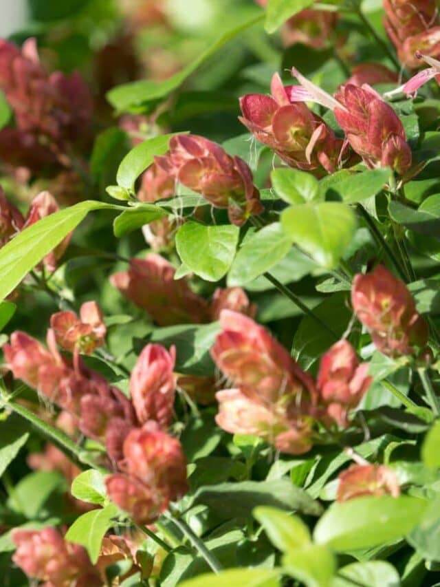 How to Grow Shrimp Plants