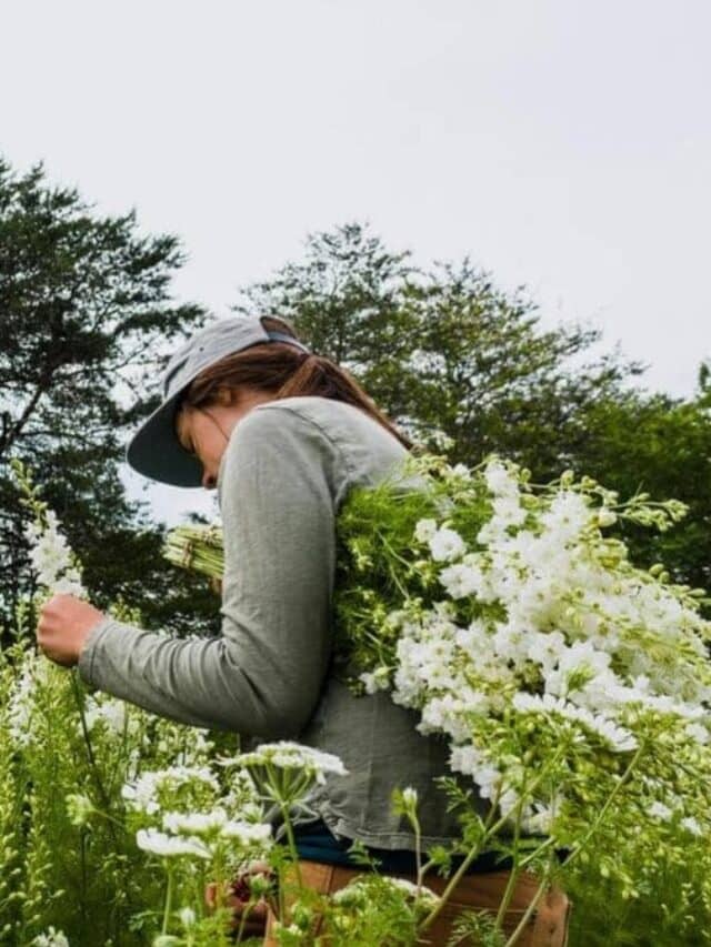 Winter Savory: The Unsung Hero of Your Garden