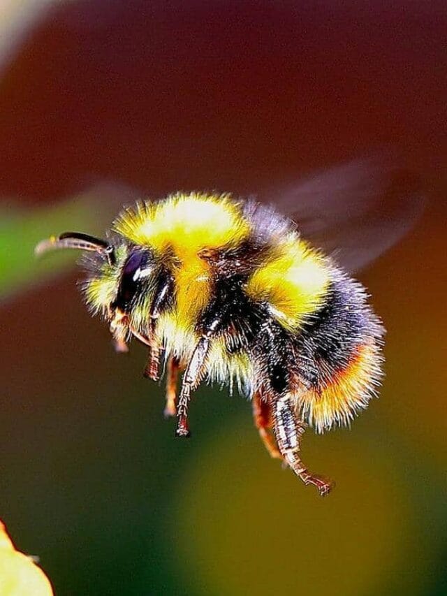 Unveiling the Bumblebee: Guardians of Our Gardens