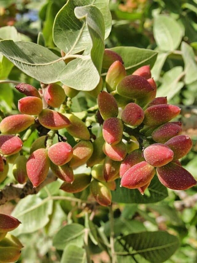 Harvesting Happiness: Grow Your Own Pistachio Trees at Home