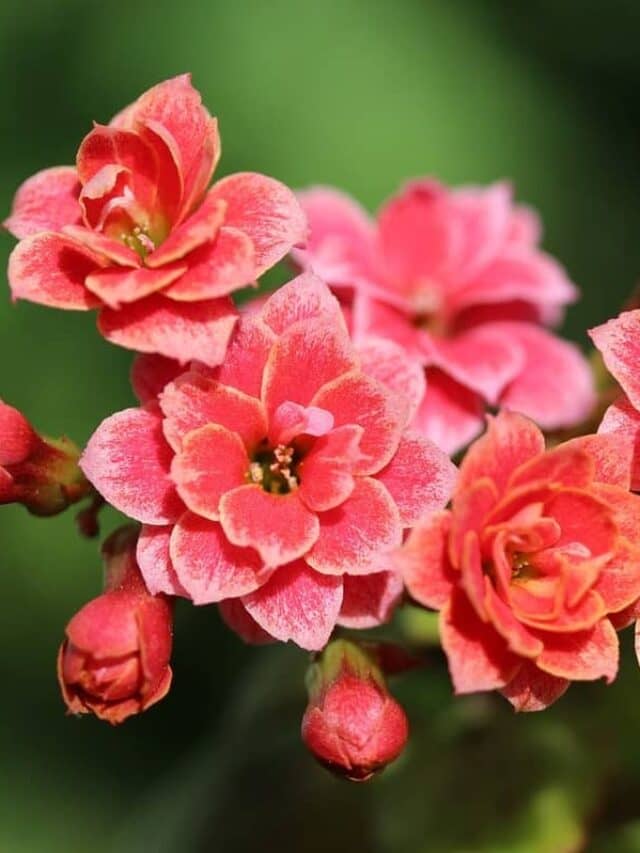 From Seed to Bloom: Expert Tips for Growing Kalanchoe